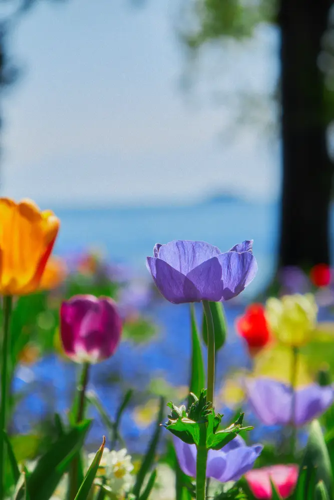 Mainau 2026